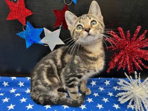 Tiana Tabby Cat