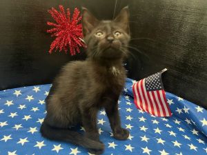 Jester Domestic Short Hair Cat