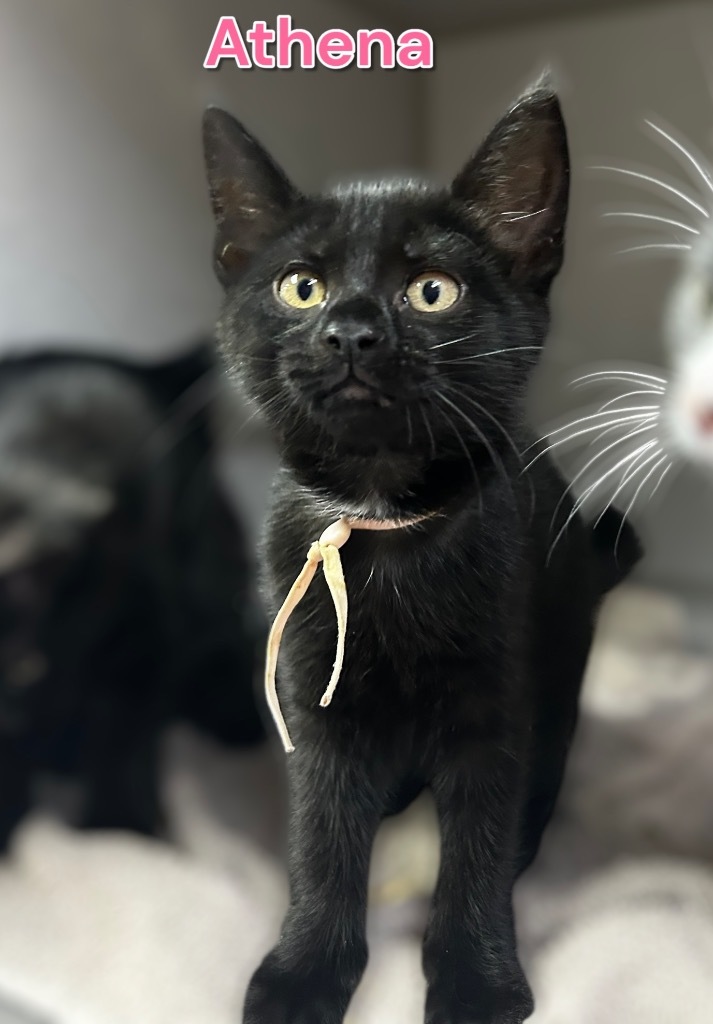 Athena