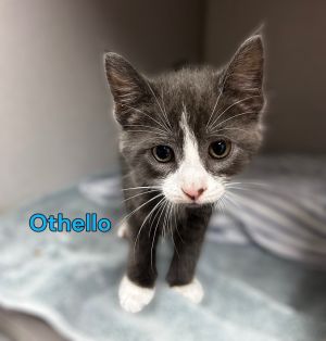 Othello, Baby Male Domestic Short Hair