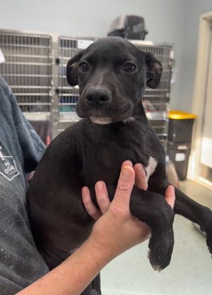 Jaskier, Baby Male Mixed Breed