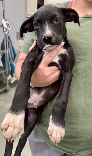 Radcliffe, Baby Male Mixed Breed