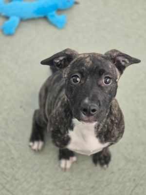 Iris, Baby Female Presa Canario