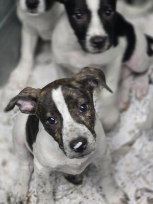 Cakepop, Baby Female Cattle Dog