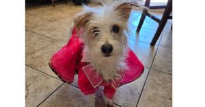 Sweet pea, Adult Female Jack Russell Terrier