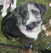 Percy photo 1
