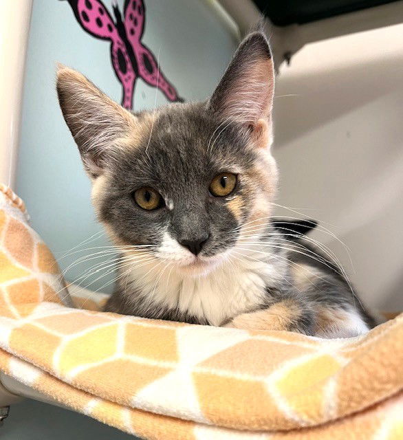 Kitten Nutmeg