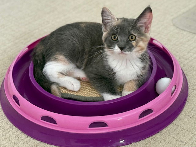 Kitten Nutmeg