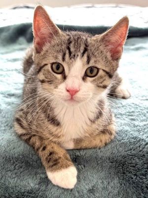 Kitten Noodle, Baby Male Domestic Short Hair