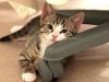 Kitten Noodle photo 2