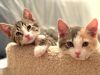 Kitten Noodle photo 3