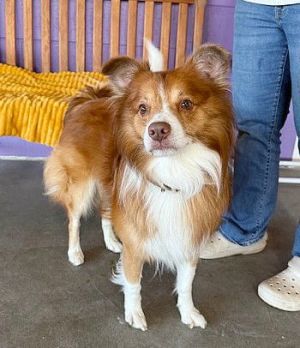 **FREEWAY**, Adult Male Shetland Sheepdog / Sheltie