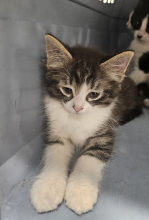 Milo, Baby Male Domestic Long Hair