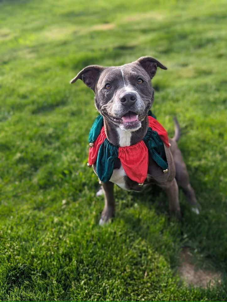 Kali, an adoptable Pit Bull Terrier in Polson, MT, 59860 | Photo Image 1