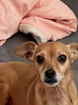Penny Chi, Senior Female Chihuahua