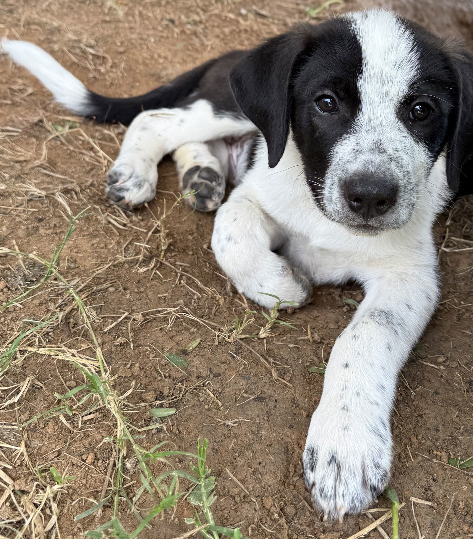 Oreo