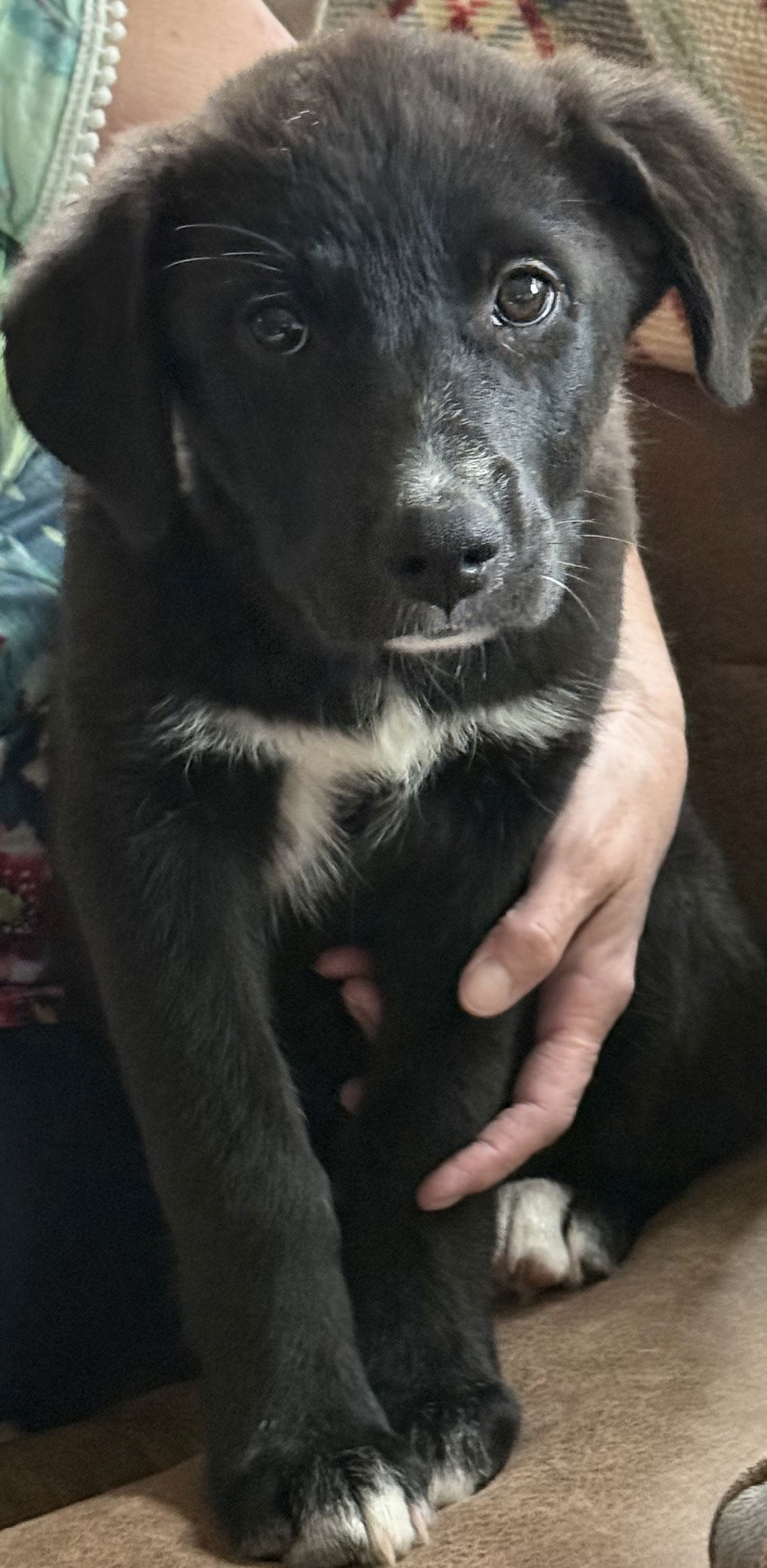 Little Bear