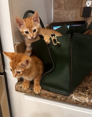 Frank, Baby Male Domestic Short Hair