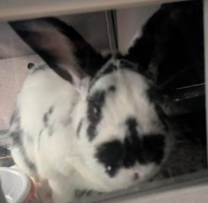 Meet Surfer Boy the fluffiest little surfer youll ever meet This laid-back rabbit loves lounging 