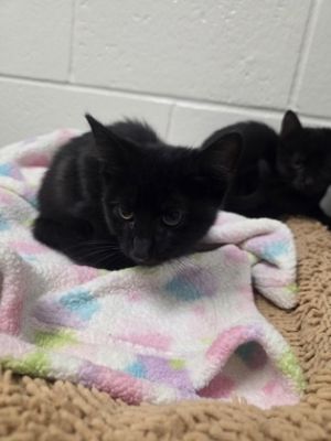 Rebel 885-25 Domestic Short Hair Cat