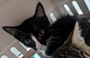 Apple Pie 967-25 Domestic Short Hair Cat