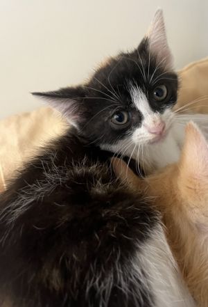 Rogue 884-25 Domestic Short Hair Cat