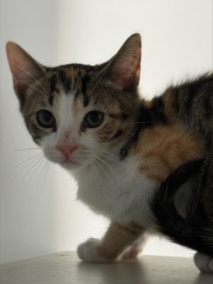 Glory 795-25, Baby Female Domestic Short Hair