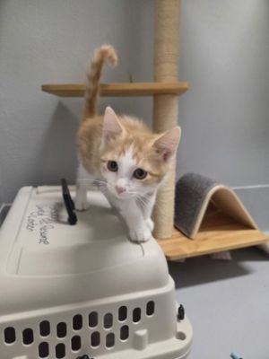 Sparky 886-25 Domestic Short Hair Cat