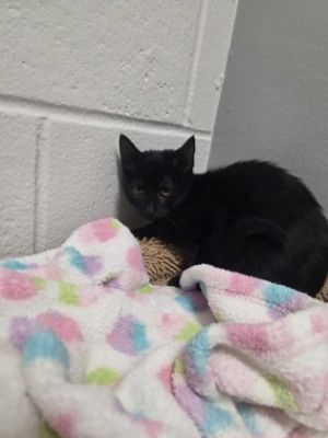 Jubilee 881-25 Domestic Short Hair Cat