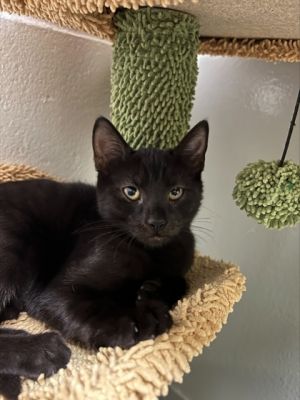 With her bright eyes and joyful spirit Jubilee brings sparkle to every moment Shes playful purry