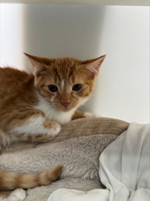 Victory 797-25, Baby Female Domestic Short Hair