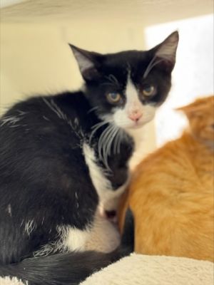 Washington 798-25 Domestic Medium Hair Cat