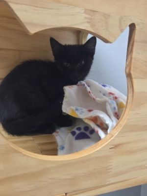 This little guy lives up to his name with playful pounces zoomies galore and the cutest surprise a