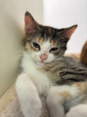 Dixie 796-25 Domestic Short Hair Cat