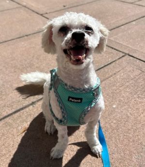 Lambie Maltese Dog