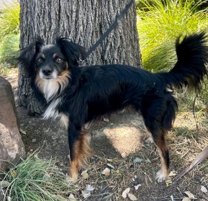 Hollywood Papillon Dog
