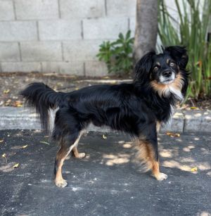 All of our dogs are spayedneutered shots current DHPP Bordetella and Rabies where applicable d