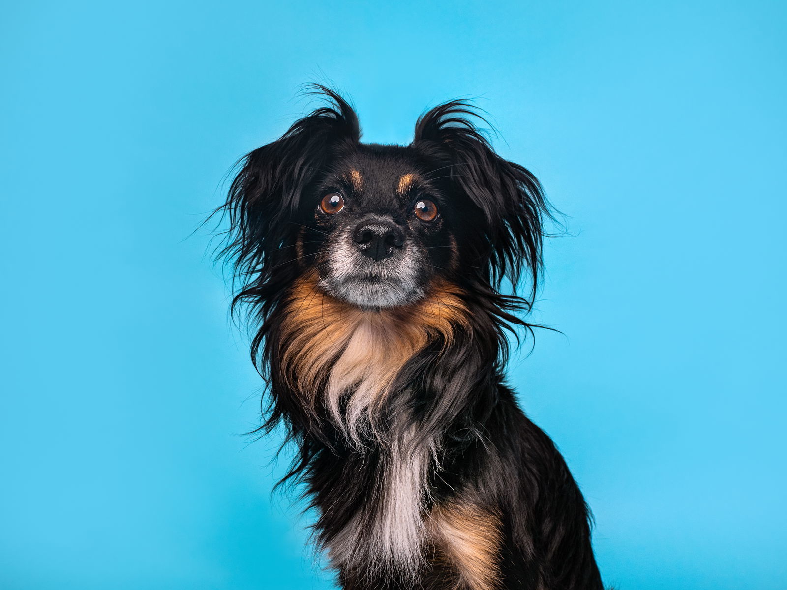 Hollywood, an adoptable Papillon in Palo Alto, CA, 94306 | Photo Image 1