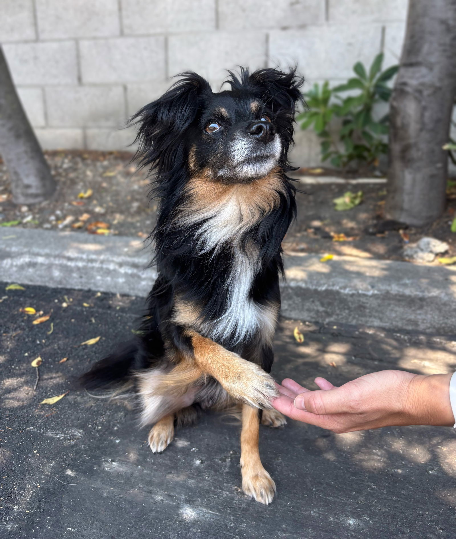 Hollywood, an adoptable Papillon in Palo Alto, CA, 94306 | Photo Image 3