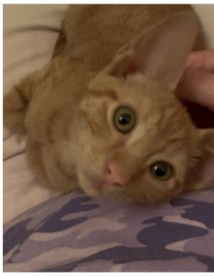 Churro, Young Male unknown