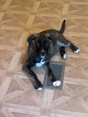 Shadow, Baby Male Mountain Cur