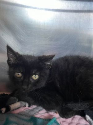 Tweety Bird, Baby Female Domestic Short Hair