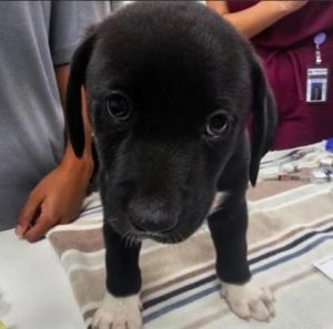 Piper, Baby Male Retriever