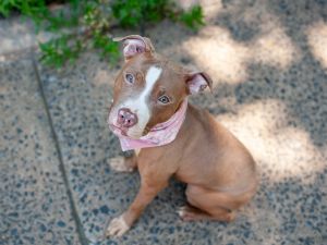 Bella Mixed Breed Dog