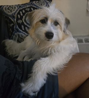 Lily Kim Mixed Breed Dog