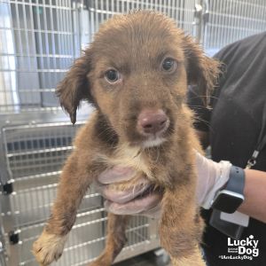 Mars, Baby Female Australian Shepherd