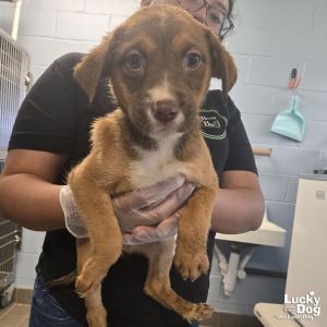 Meka, Baby Female Australian Shepherd