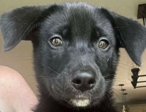 SAGE, Baby Female Labrador Retriever