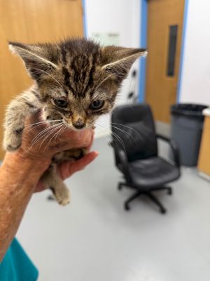 Roo, Baby Female Domestic Short Hair