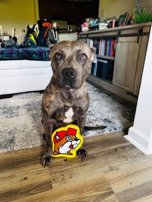 Memento, Adult Female Pit Bull Terrier